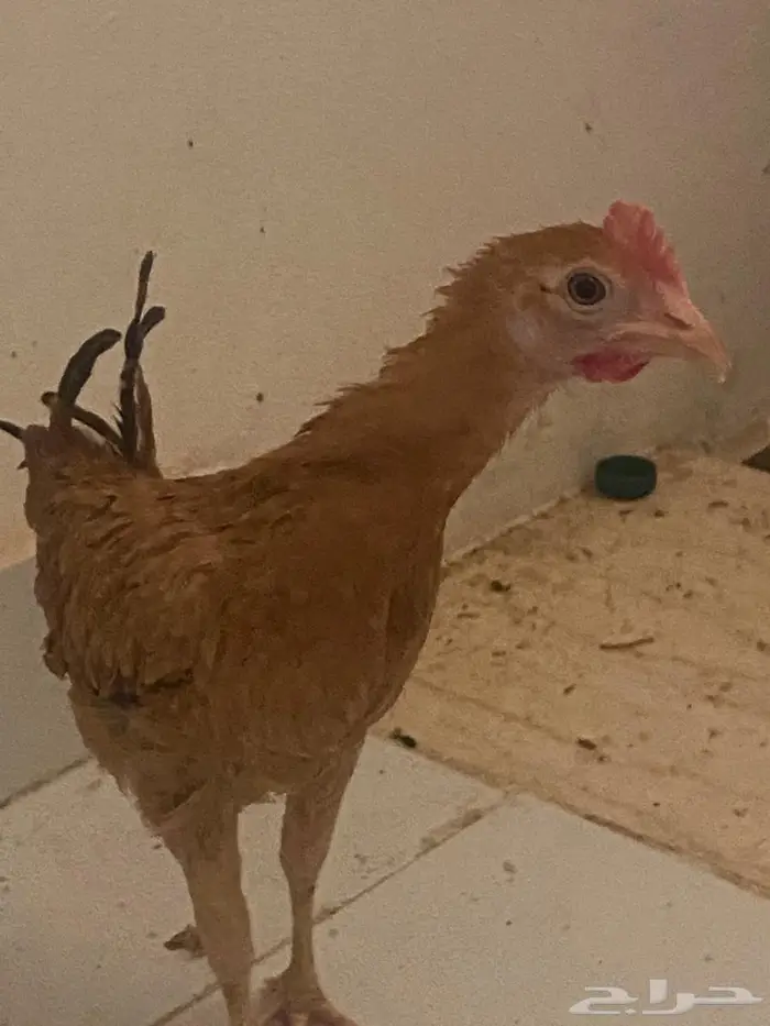 ديك بادي. للبيع 0