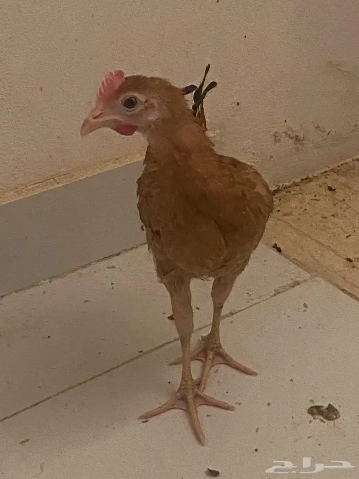 ديك بادي. للبيع 1