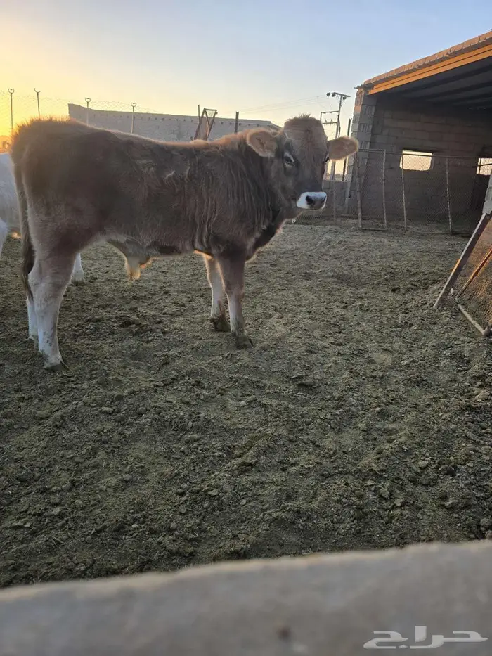 عجل وعجلة للبيع 6