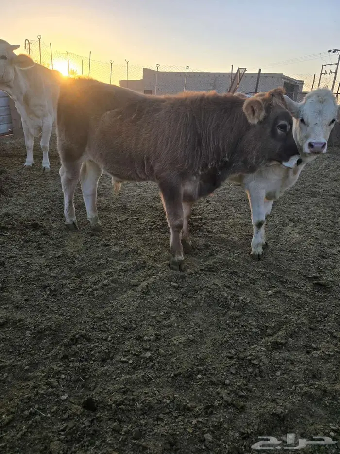 عجل وعجلة للبيع 2