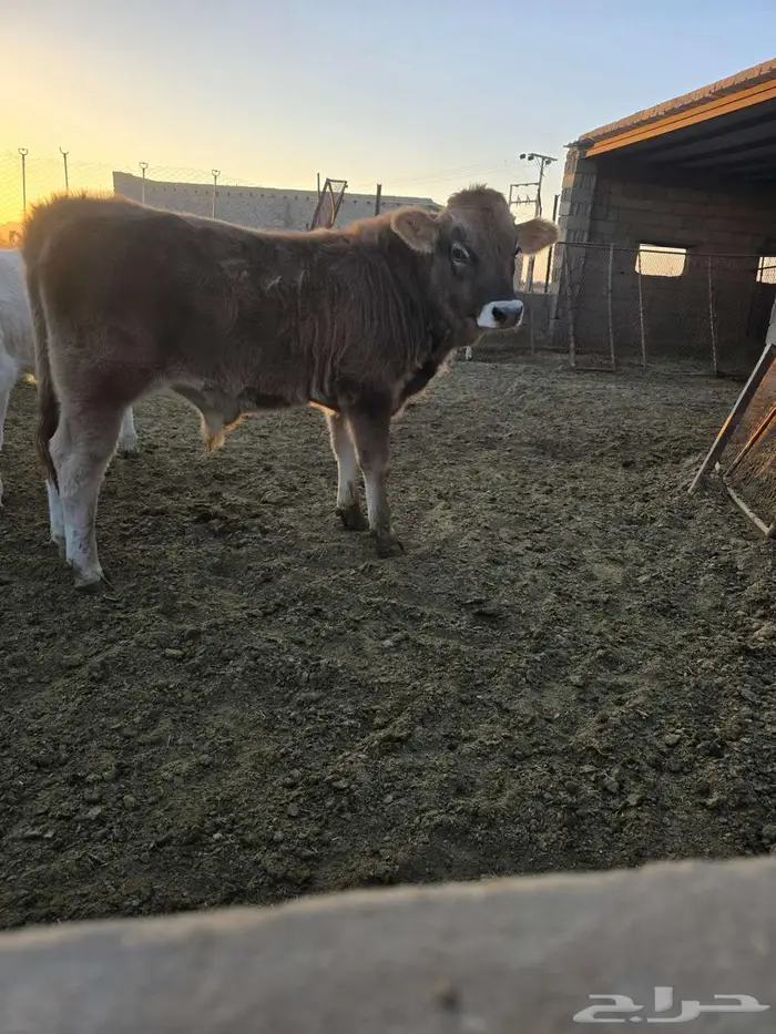 عجل وعجلة للبيع 4