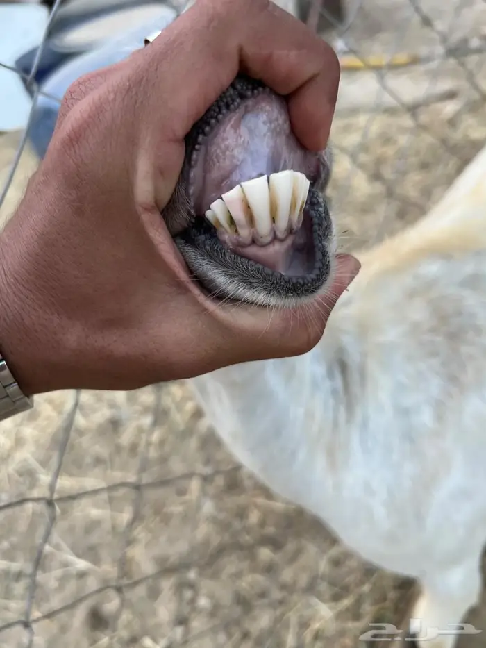 معزا وتبعها فاخره 0