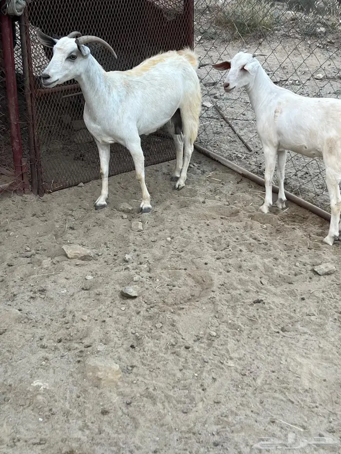 معزا وتبعها فاخره 1