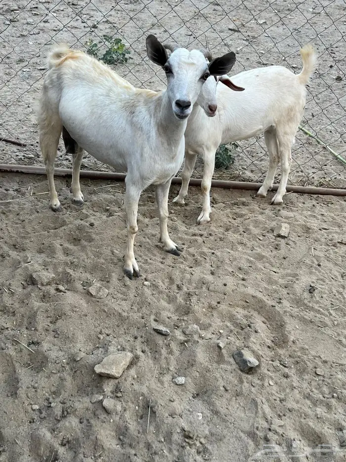 معزا وتبعها فاخره 2