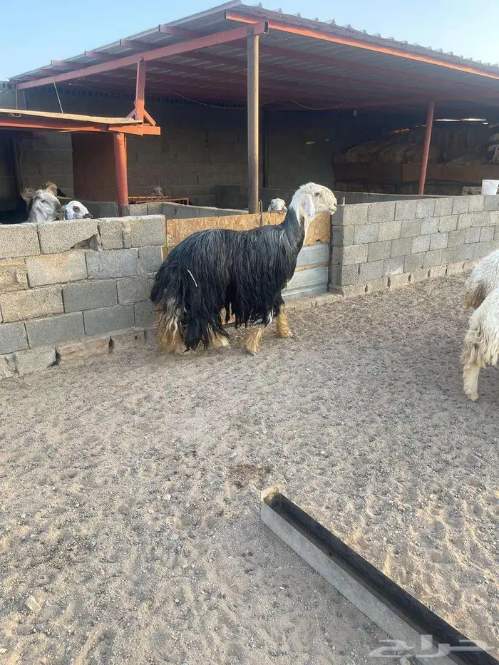 طلي نجدي للبيع 0