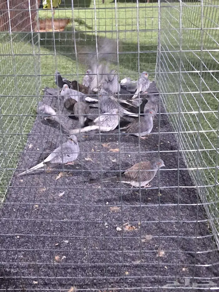 حمام ماسي للبيع 0