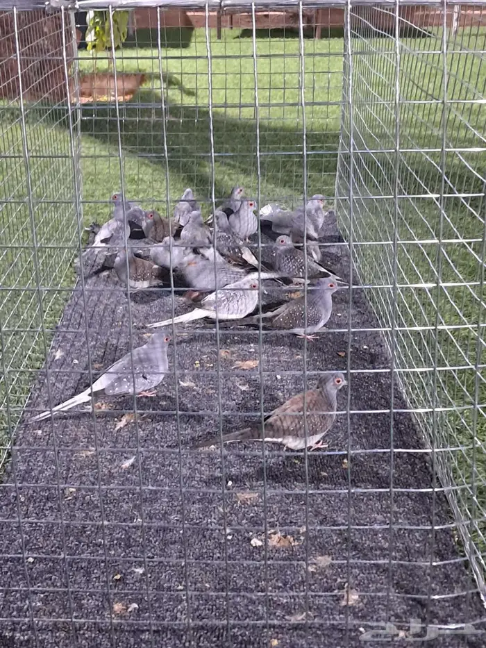 حمام ماسي للبيع 2