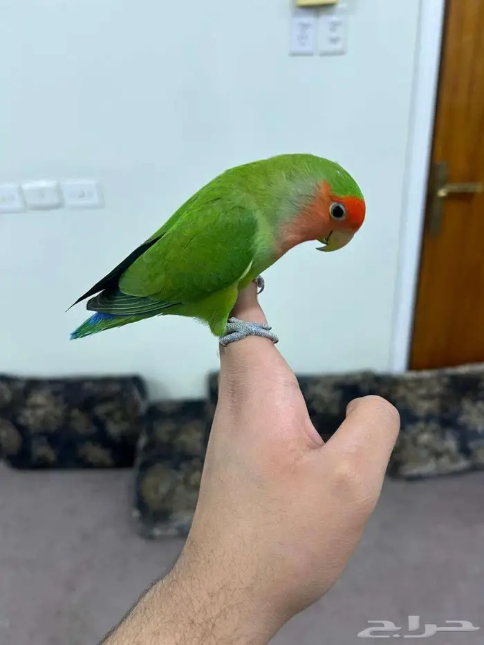 (ذكر روز اليف)تم البيع الله يبارك لصاحبه بعدد ريشه 1