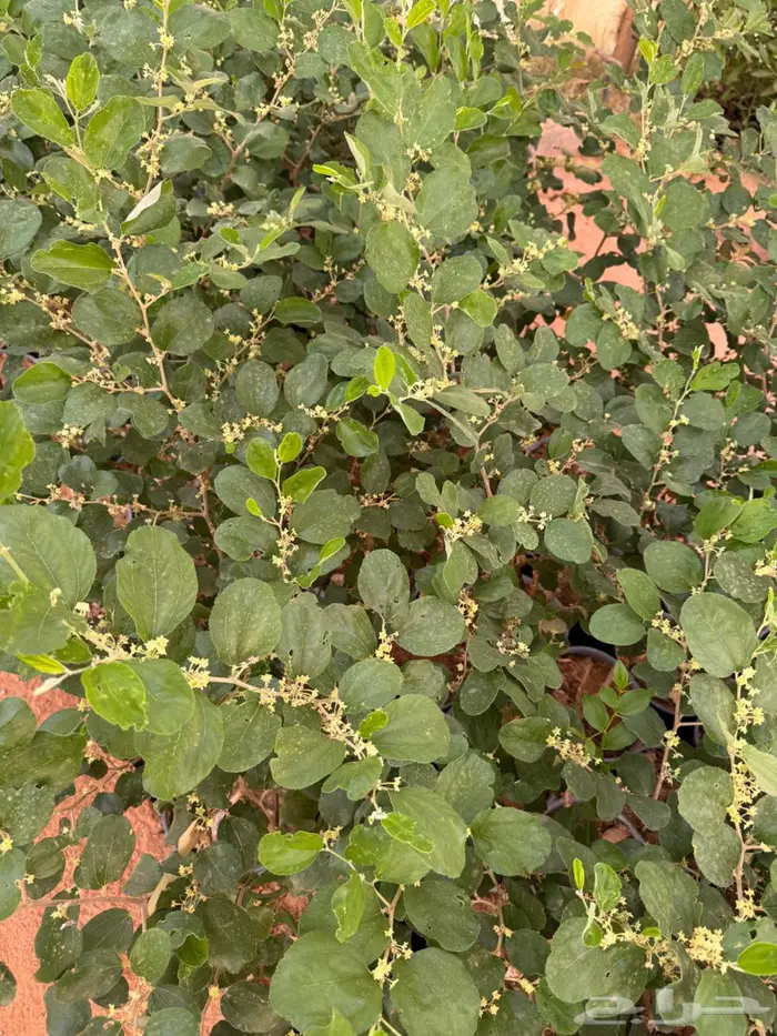 شتلات عنب حلواني وسدر تفاحي احمر 6