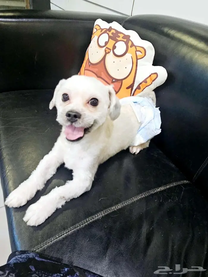 للتبني النوع كوتون محلوق options dog cotton 6