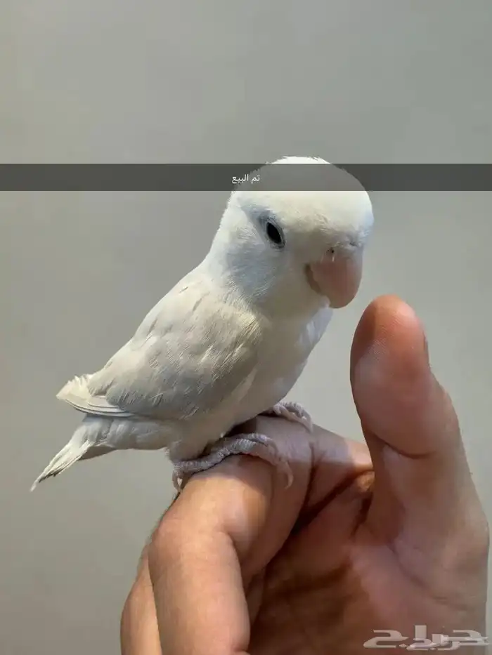 فروخ روز أليفه 3