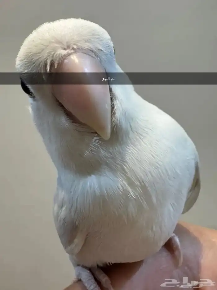 فروخ روز أليفه 1