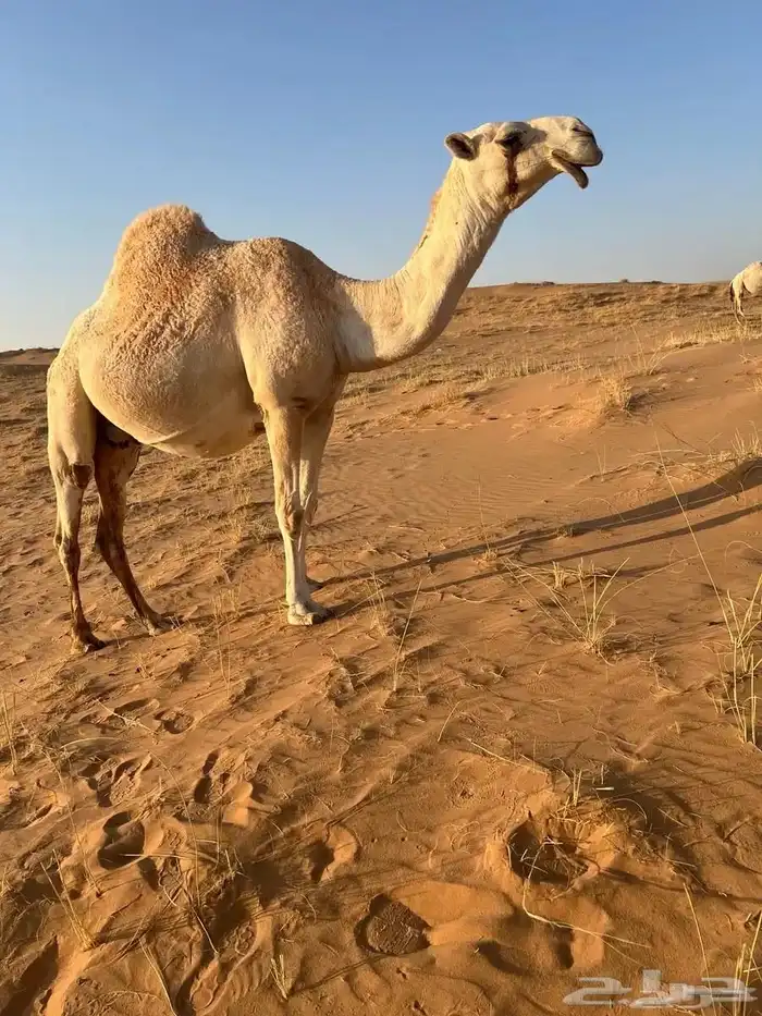 لقحه رباع صاهوديه للبيع 0