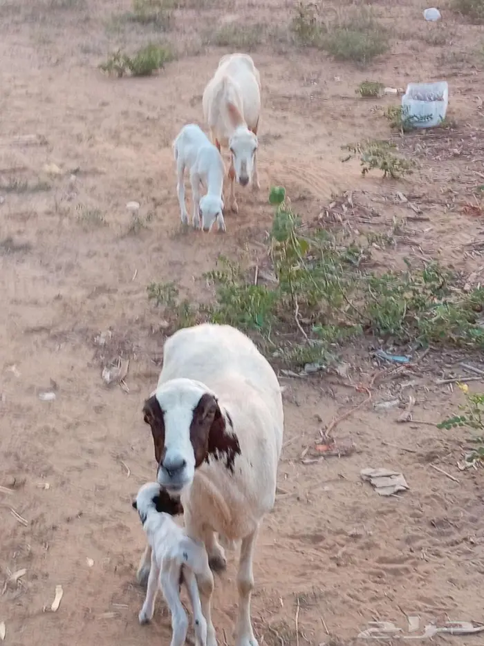 نعجه منتوج 2