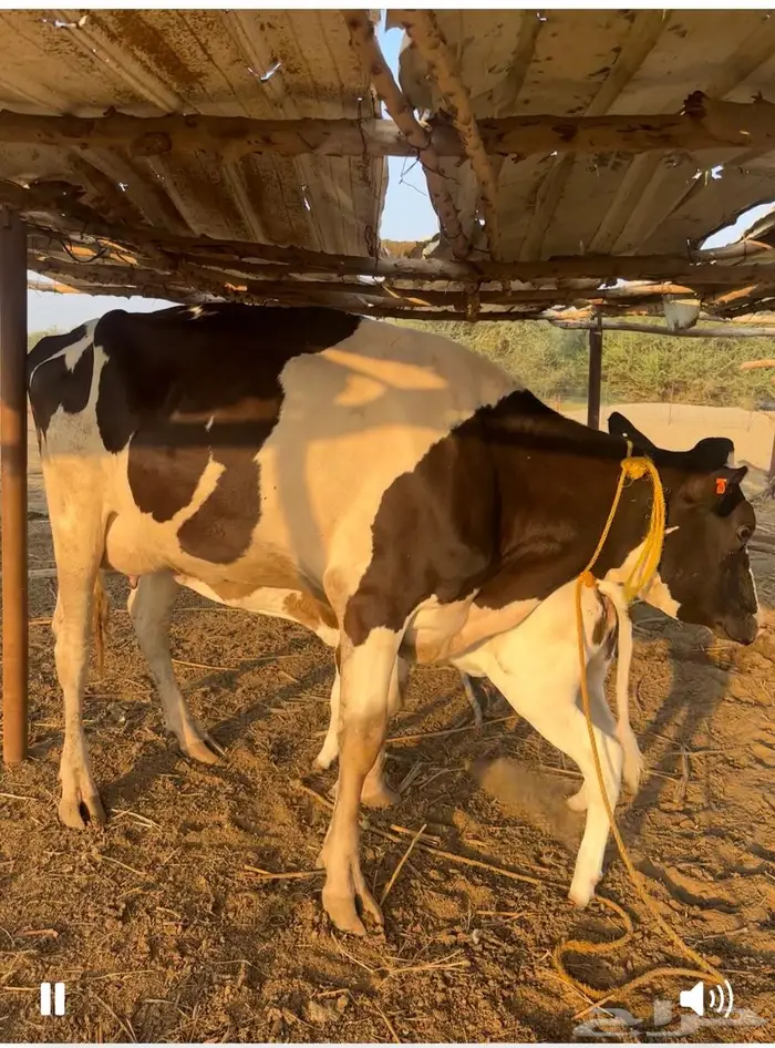 بقر هولندي فاخر ولد 6