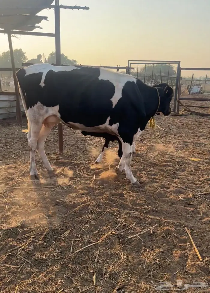 بقر هولندي فاخر ولد 8