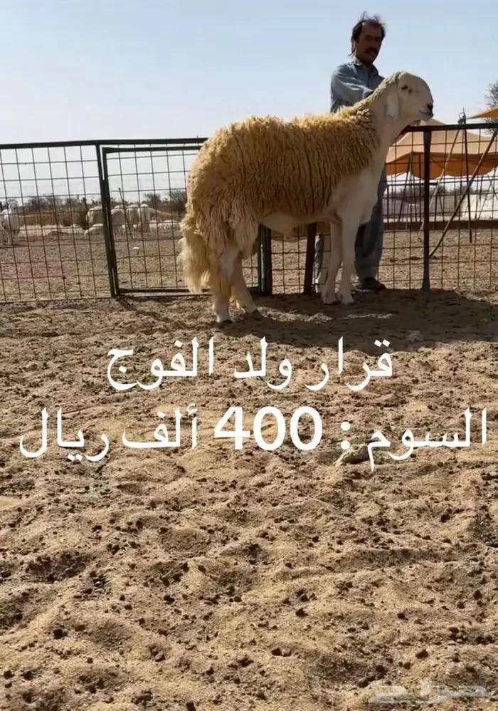 ي اهل الصنف للبيع مشروع فحل صنف 4