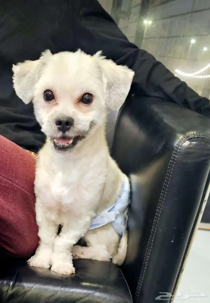 للتبني النوع كوتون محلوق options dog cotton 10