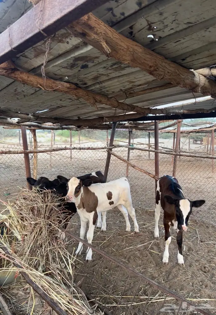 بقر هولندي فاخر ولد 13