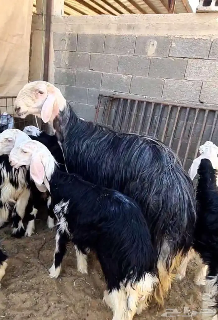 طلي نجدي للبيع 1