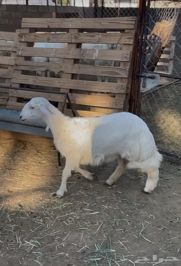 رخل فل مشروطة تغذية نظيفة مقنى ولاسكين 0