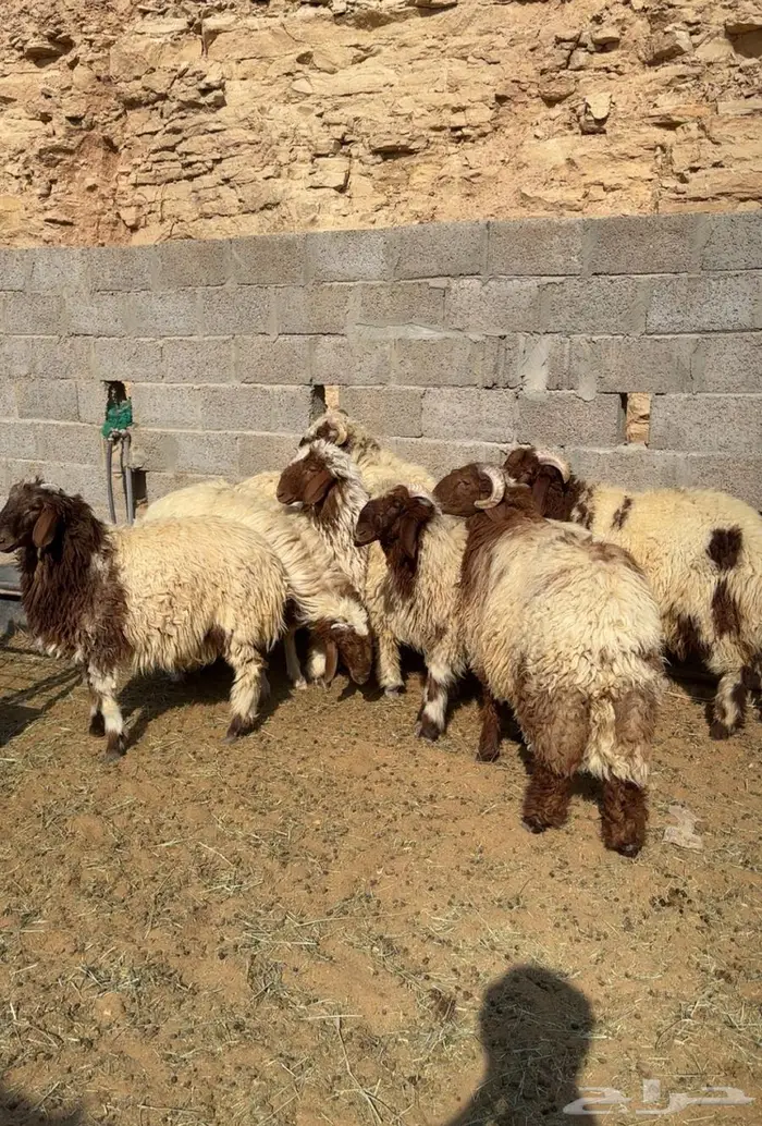 خرفان نعيم وحيل 7