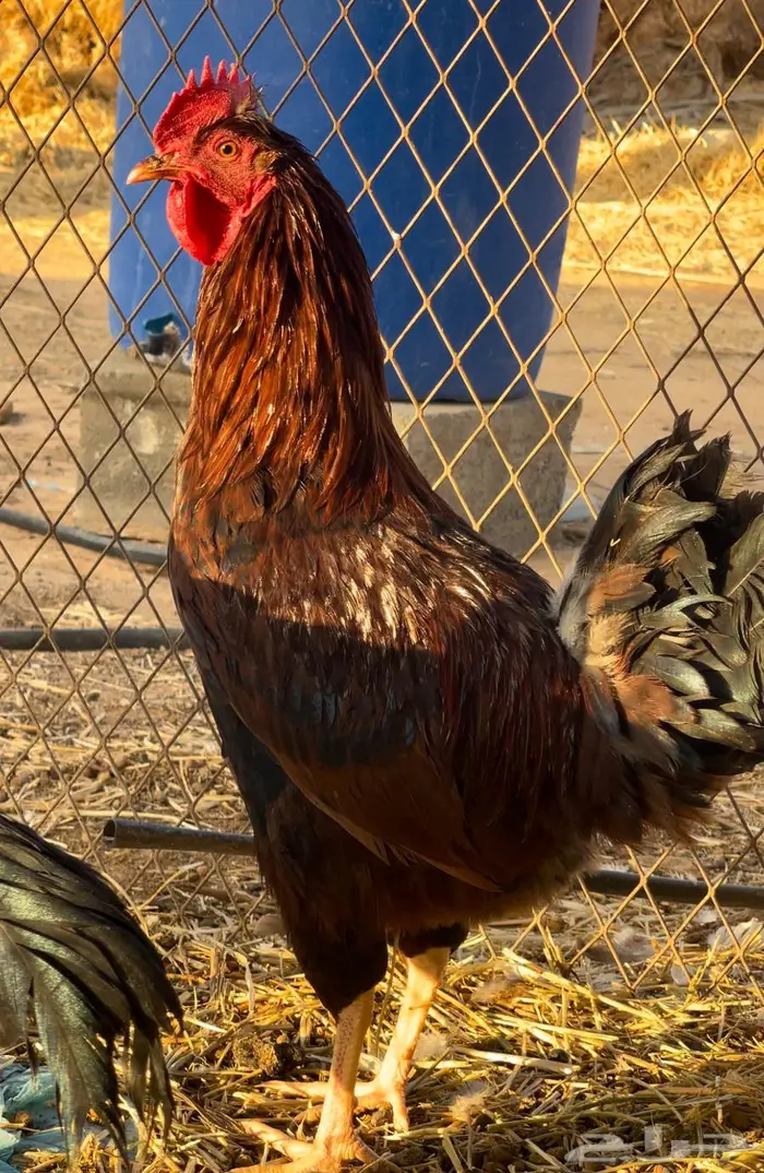 ديكه النوع فرنسي عسلي 0