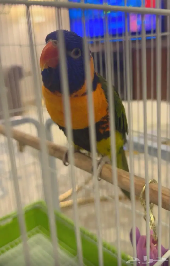 للبيع طير لوري 0