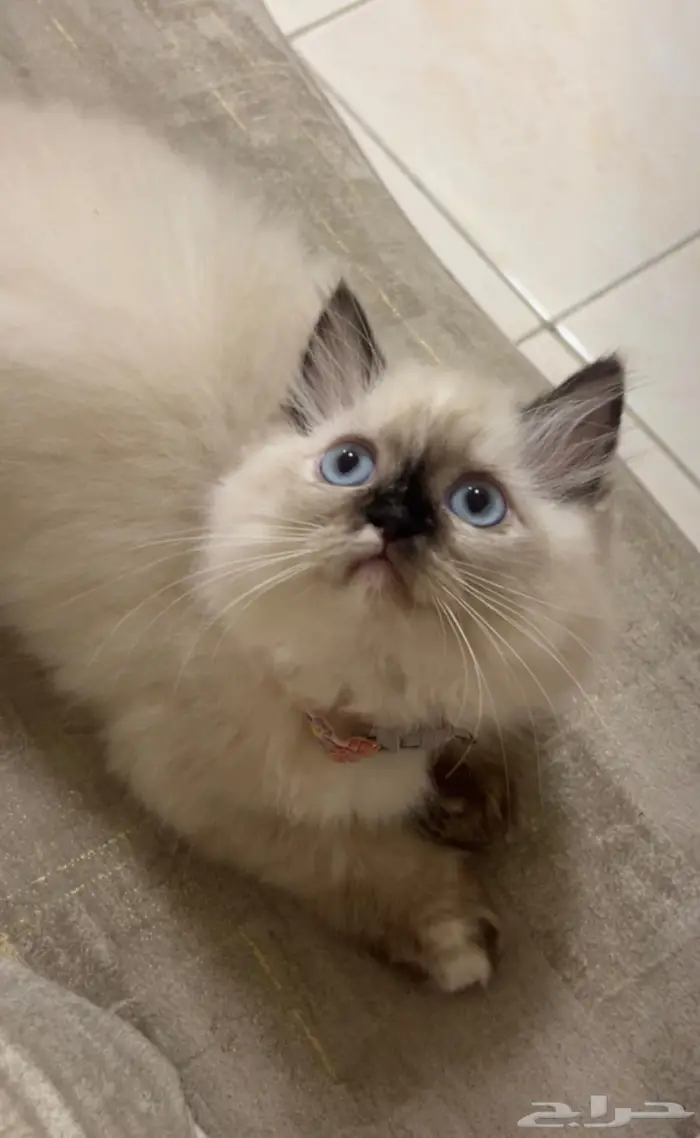قطة عمرها 4 شهور ونصف 2