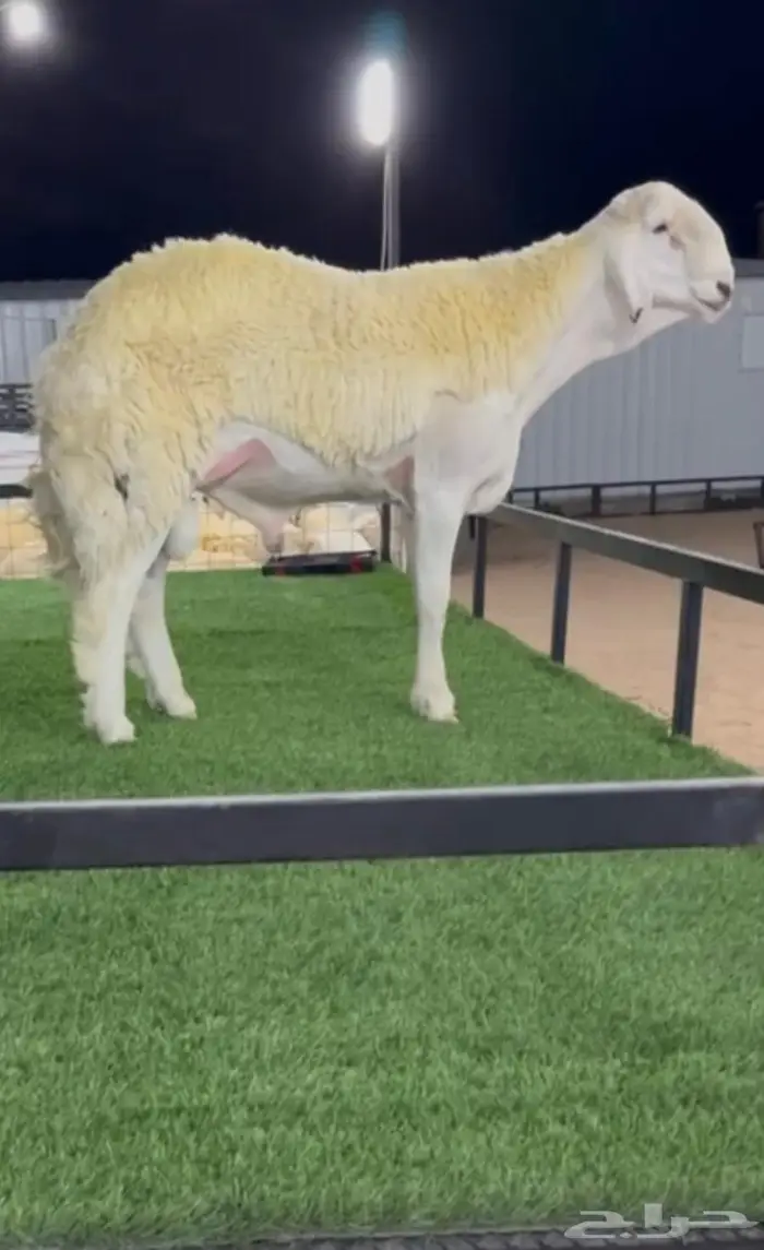 ي اهل الصنف للبيع مشروع فحل صنف 2