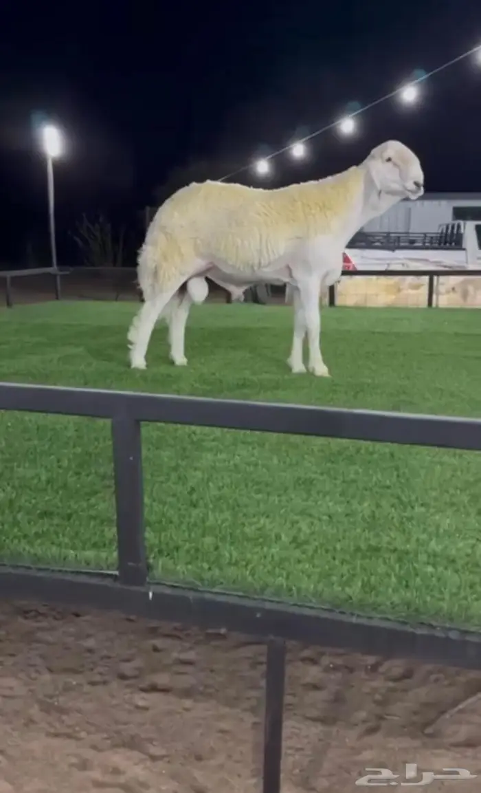 ي اهل الصنف للبيع مشروع فحل صنف 0