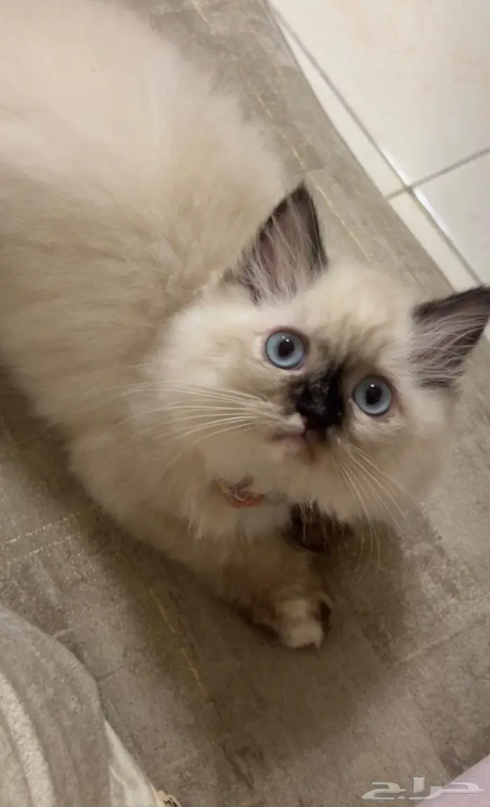 قطة عمرها 4 شهور ونصف 0