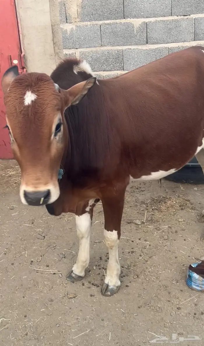 عجل للبيع 11 شهر 0