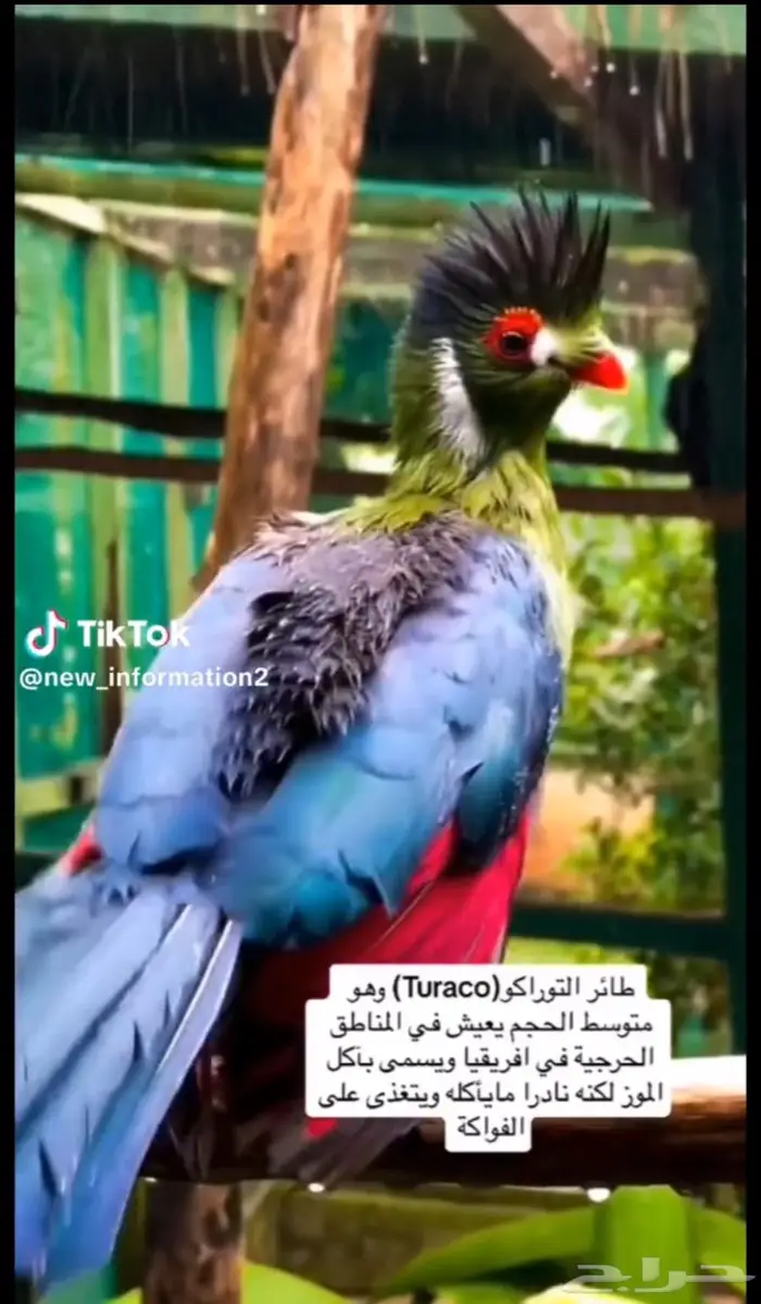 طيور التراكو نادر 3