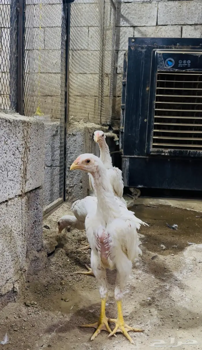 طقم شامو الماني هزاز 2