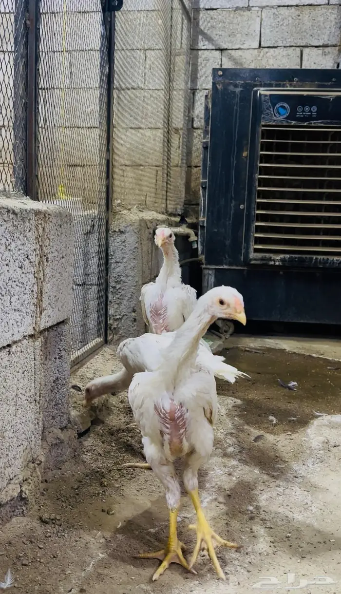 طقم شامو الماني هزاز 1