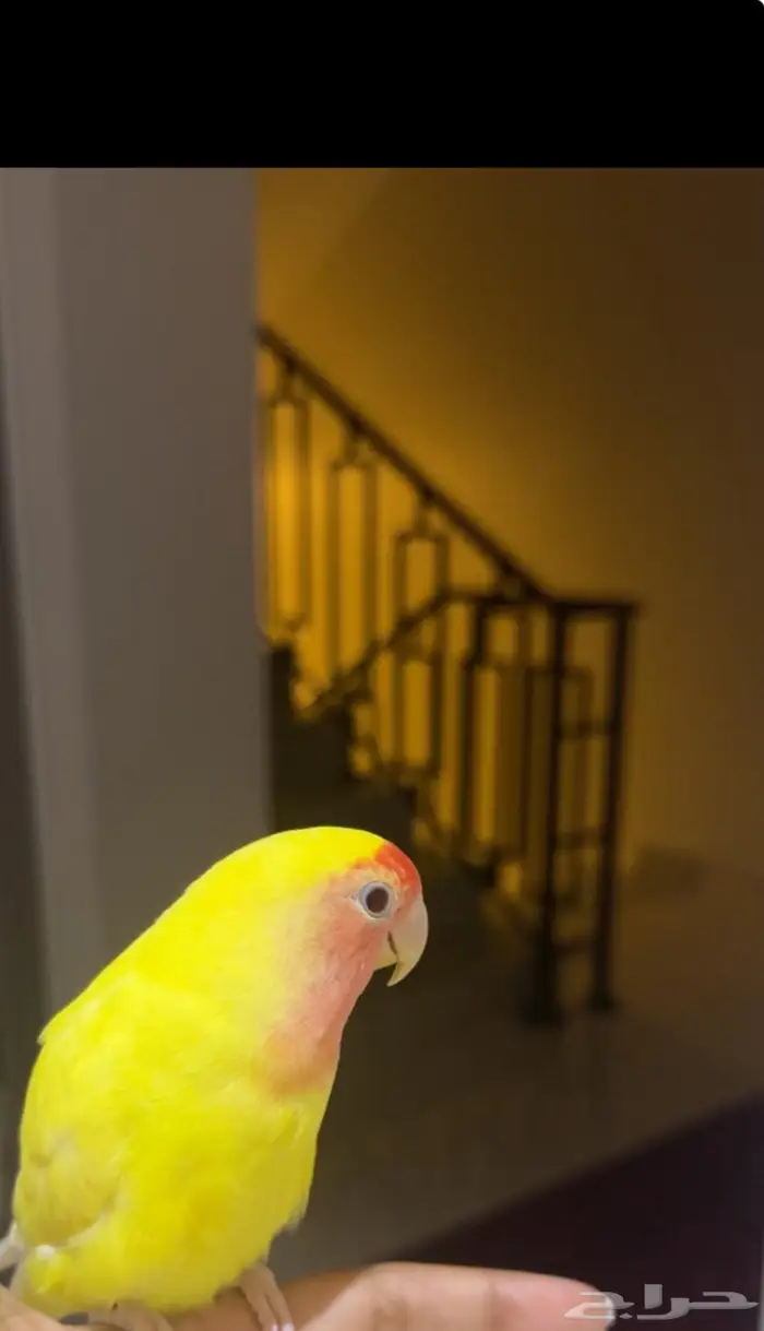 روز الييف مع ملحقاته للبيع ب 300 0