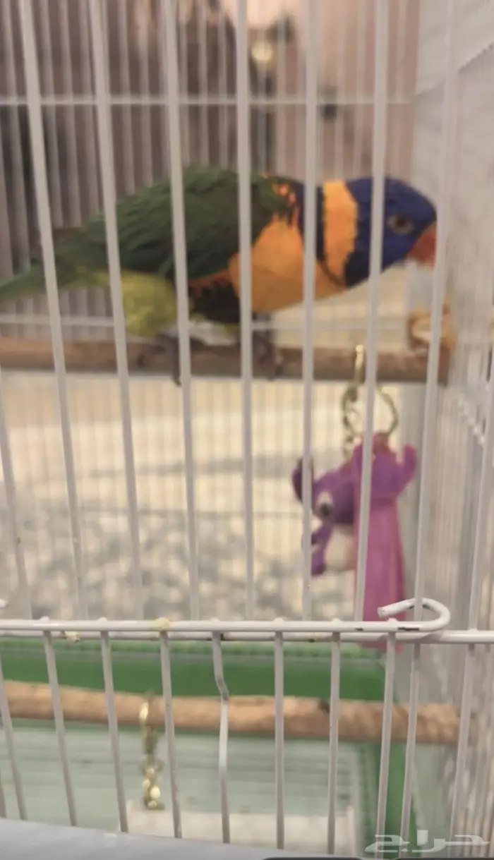 للبيع طير لوري 2