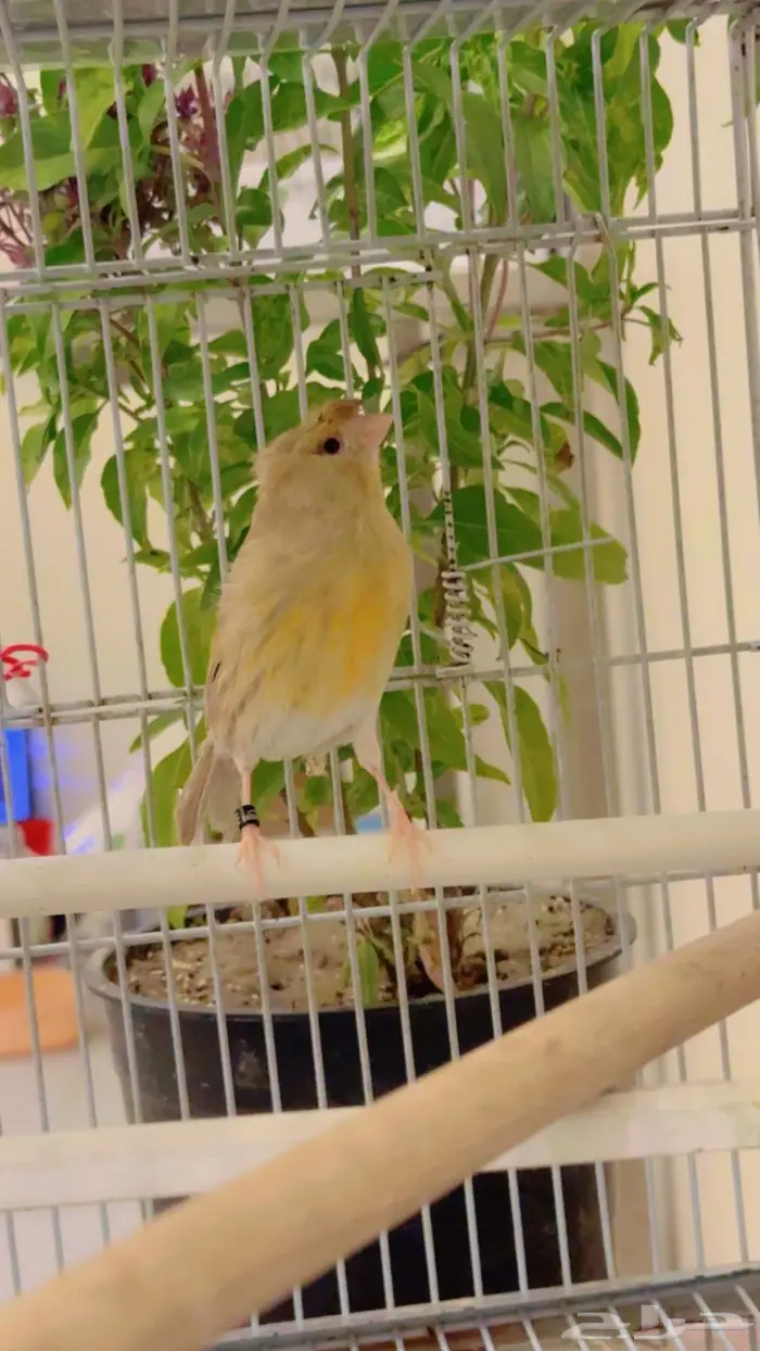 كناري انثى منتجه تحت فرخ كريمي كرست 2