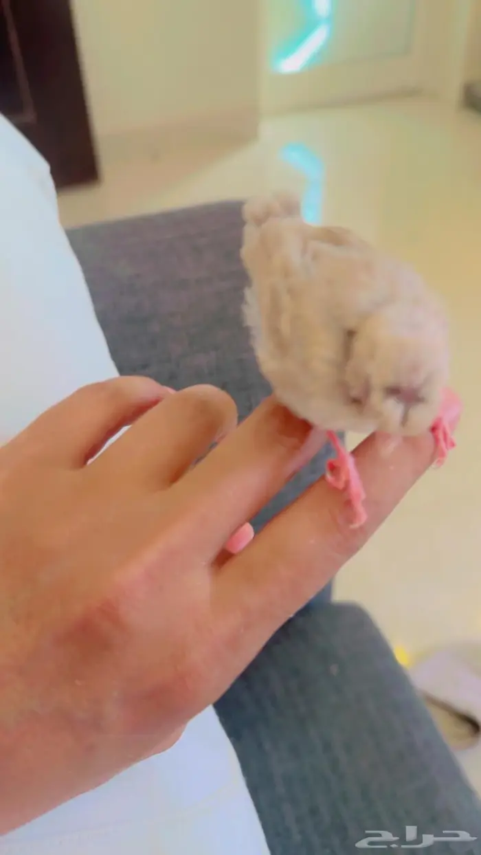 الهواه الكناري ولغر يوجد عدد 1 فرخ كرست 4