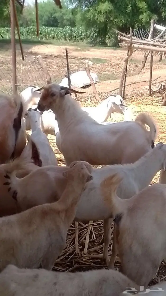 تيس فحل جدع 1