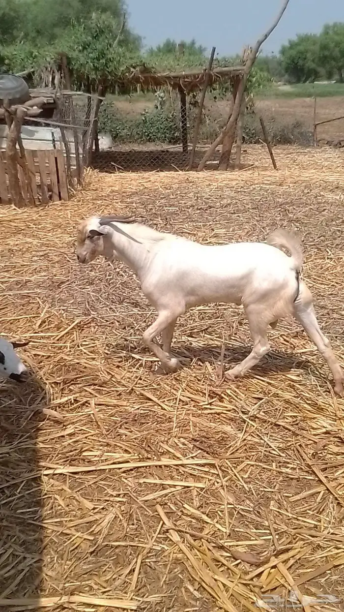 تيس فحل جدع 0