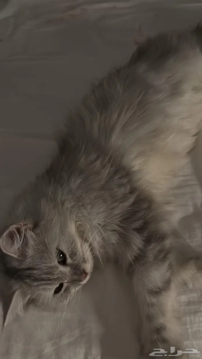 قطه بيت ضايعه 1