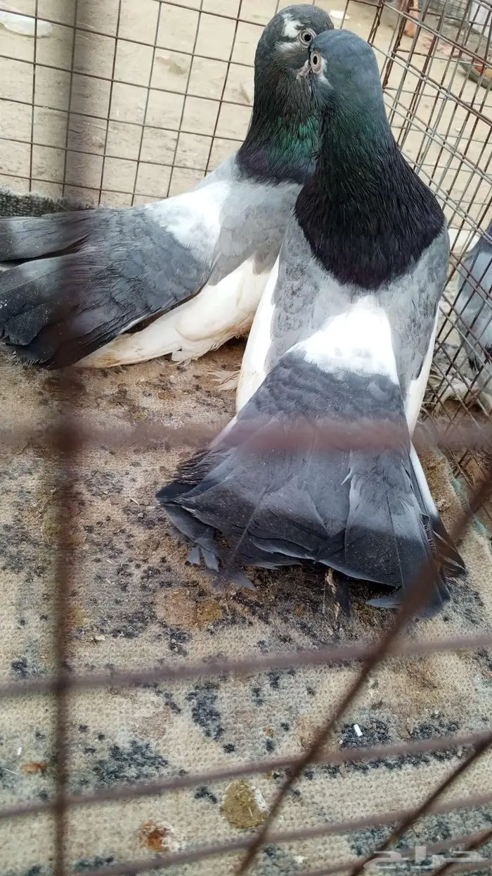 حمام زينه اذكرو الله ماشاء الله 0