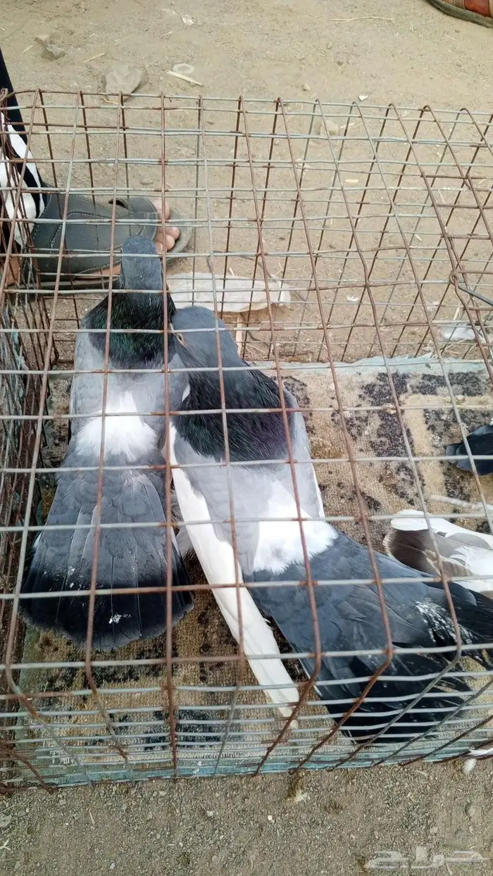 حمام زينه اذكرو الله ماشاء الله 1