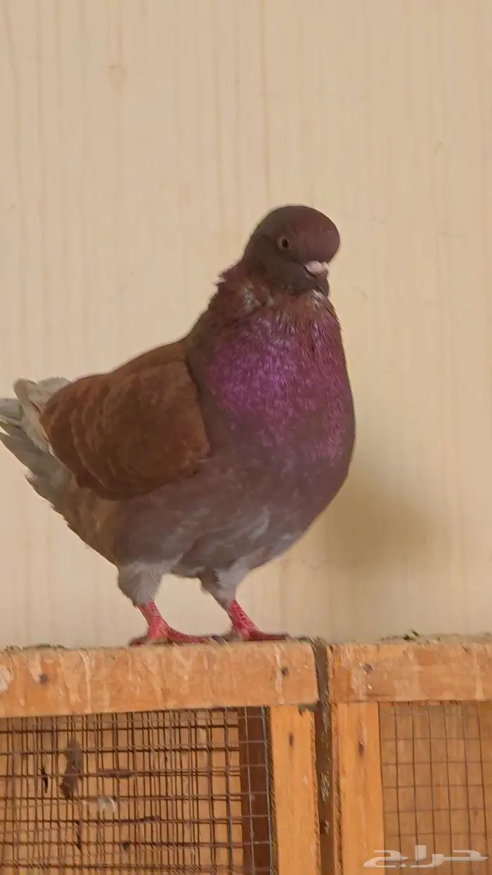 كنق مودينا أرجنت ذكر مع عياله العدد ثلاثة 1