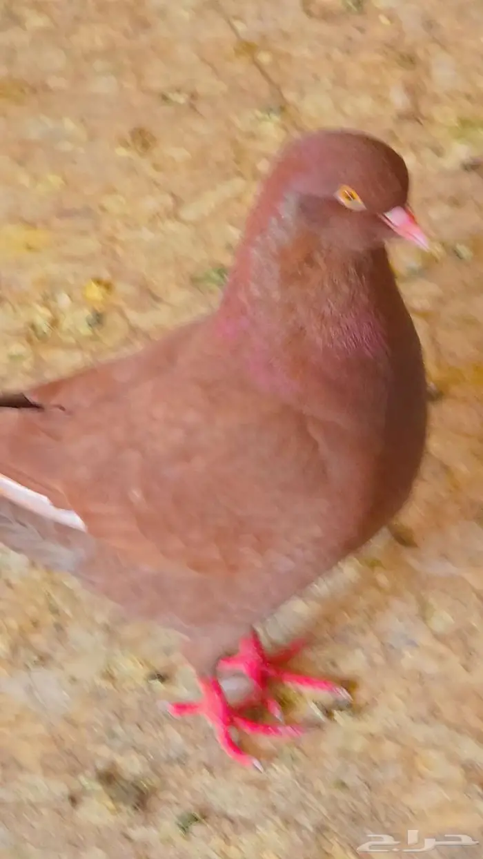 كنق مودينا أرجنت ذكر مع عياله العدد ثلاثة 2