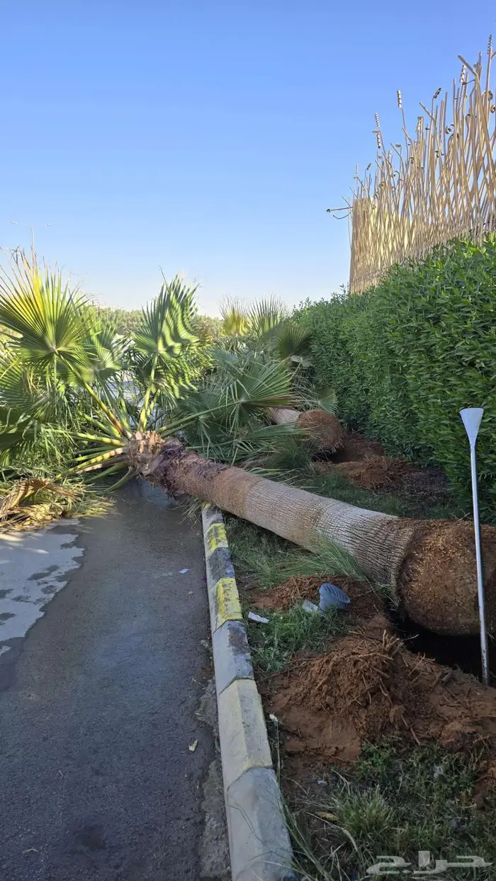 توريد وزراعه النخيل 2