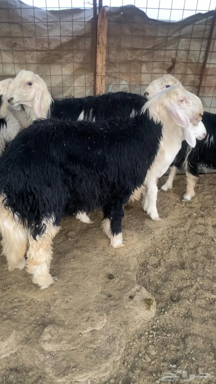 ذبائح طليان مع الذبح والتوصيل 1