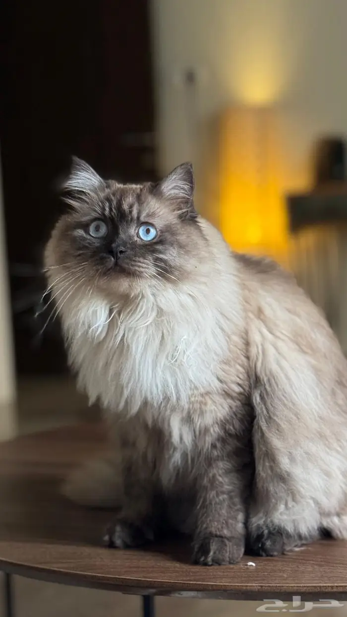 قط ذكر هملايا معقم عمر 3 سنوات 1